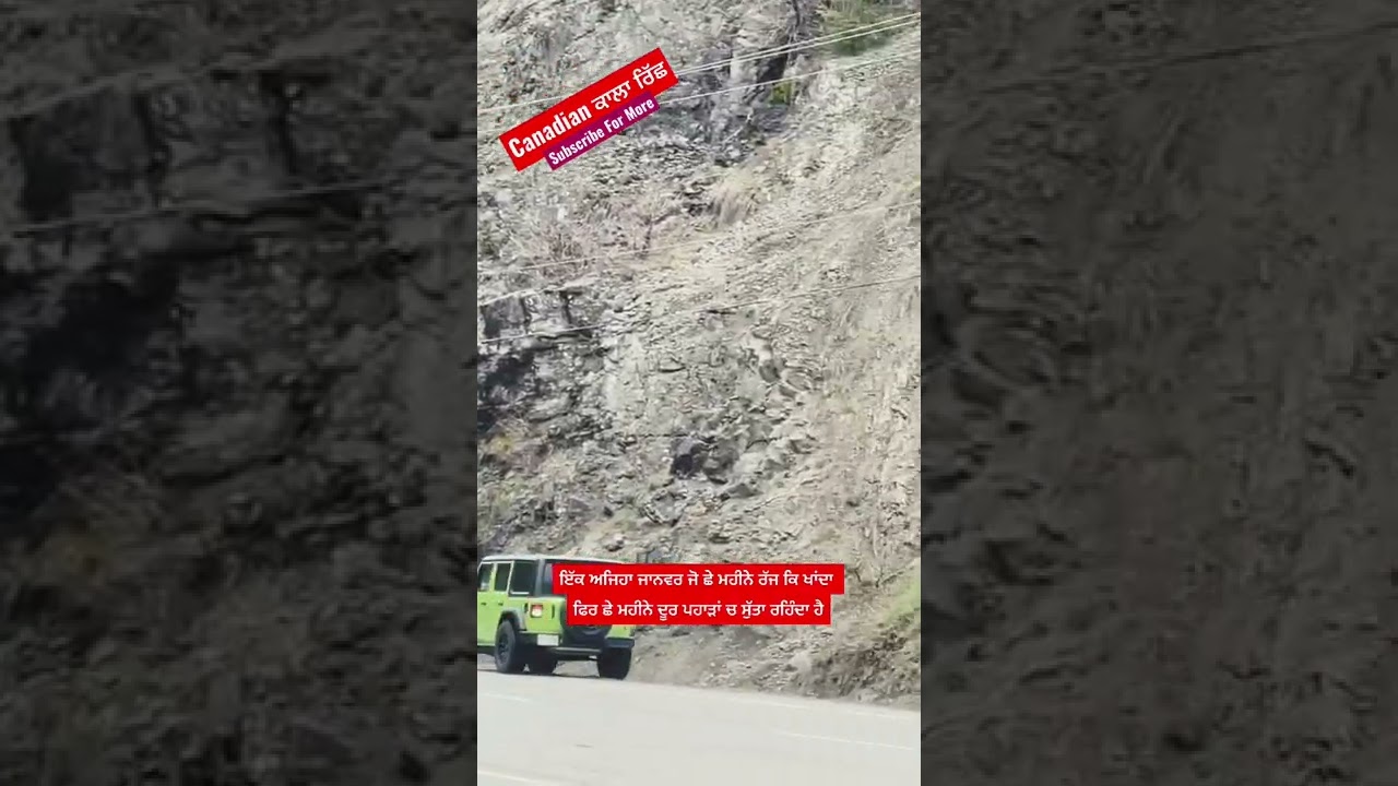 Canadian black bear (ਕਾਲਾ ਰਿੱਛ)