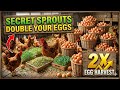 5 SECRET Sprouts to Boost EGG PRODUCTION In Chickens!👌 | Natural Chicken Feed