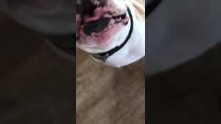 Bulldog balloon chase