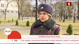 Правила выгула собак Правила выгула собак