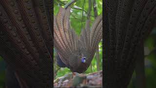 Download Lagu Kuau Raja Burung Langka Bermata Seratus yang Jarang Kamu Tahu #faktamenarik #burung #burung #endemik MP3