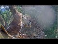 💗 Tom Feeds His Chick For The Very First Time!! 💗 Angel Leucistic Red Tailed Hawk 6.6.23