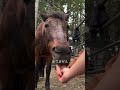 この馬、なぜ舌を出している?