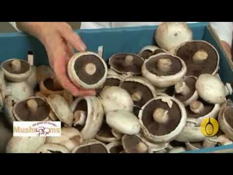 Healthy Cooking and Eating Well – Mushrooms Healthy Cooking and Eating Well – Mushrooms