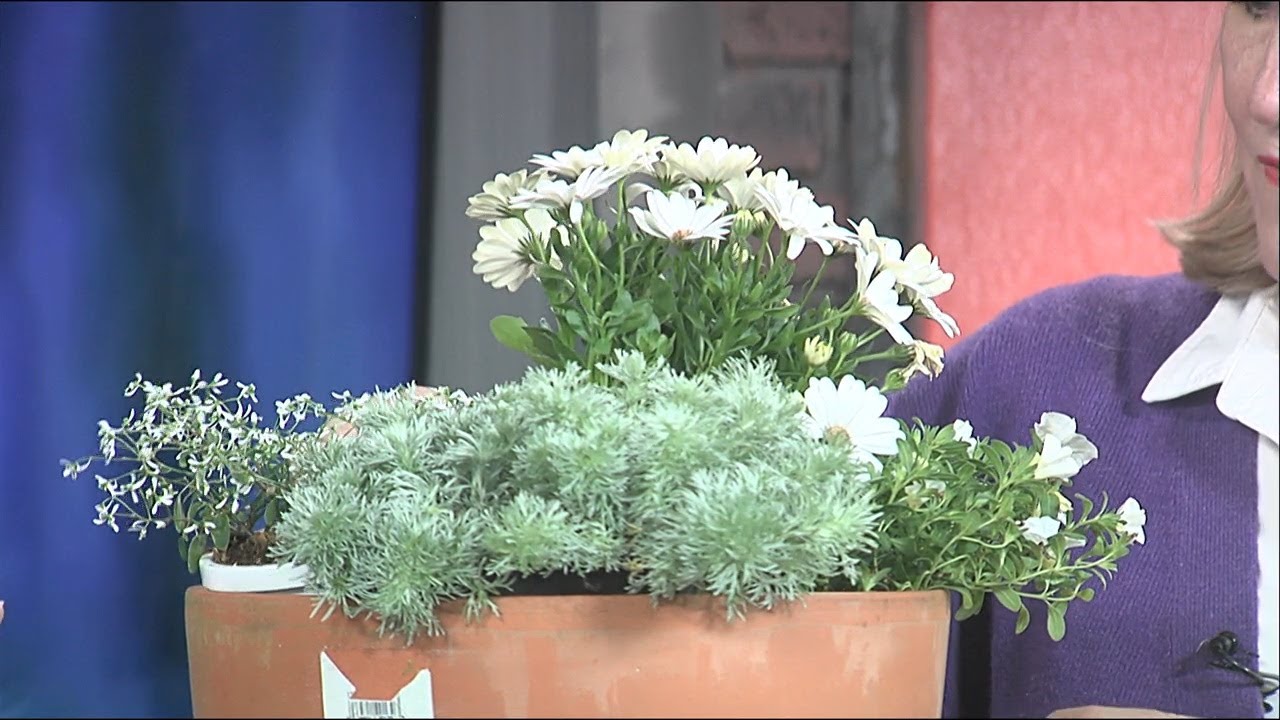 This Morning Mulch Monday 4 29 Lookout Lavender Farm YouTube this-morning-mulch-monday-4-29-lookout-lavender-farm-youtube