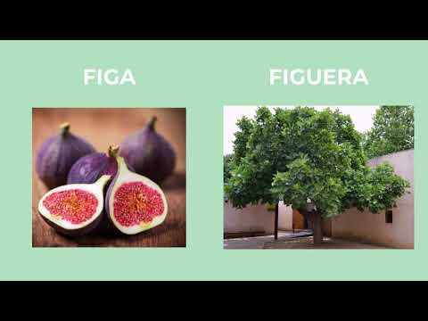 Vídeo: On creixen els arbres d'arboç?