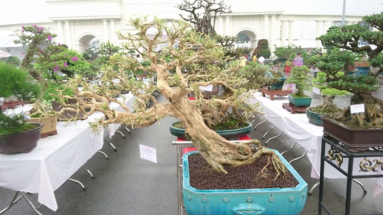 Cây xương cá đẹp nhất triển lãm.