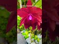 Another fragrant Cattleya Orchids in bloom 🤗#orchid #cattleya #bloom #flowers #orchidsociety