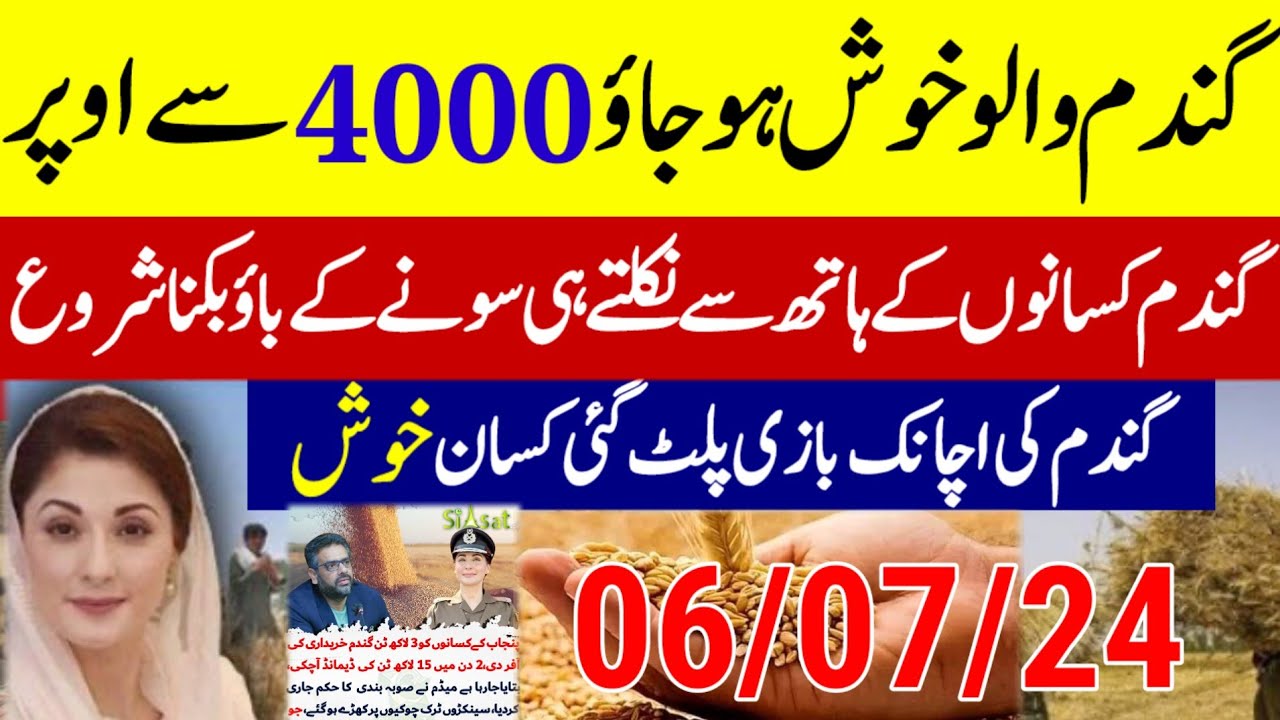 gundam rate today|wheat prince today in punjab 2024| Makki ka rate ...