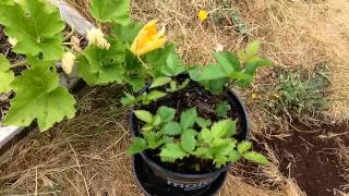 Making new plants for free Triple crown BlackBerry