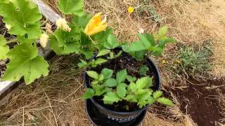 Propagate Thornless Blackberries, PART 2 - WITH UPDATE!! Triple Crown Blackberry propagation