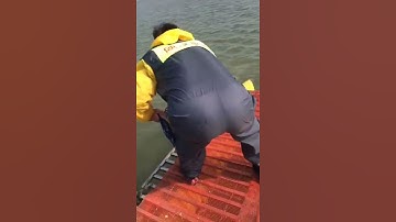 Câu cá bằng lưới đúc tuyệt vời ở châu Á 🐟 Kỹ thuật câu cá hay nhất 🐟 #shorts