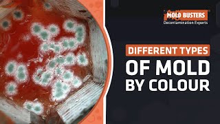 Different Types of Mold by Colour - Mold Busters