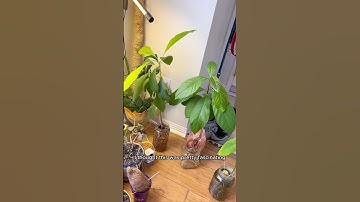 How I Turned My Home Into An Avocado Forest. PART 5