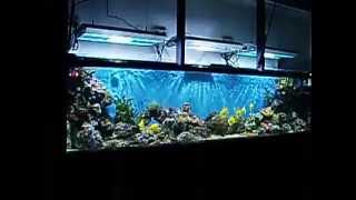 Acuario De Arrecife - Parte 1 900 Litros - Www.posidonia.es