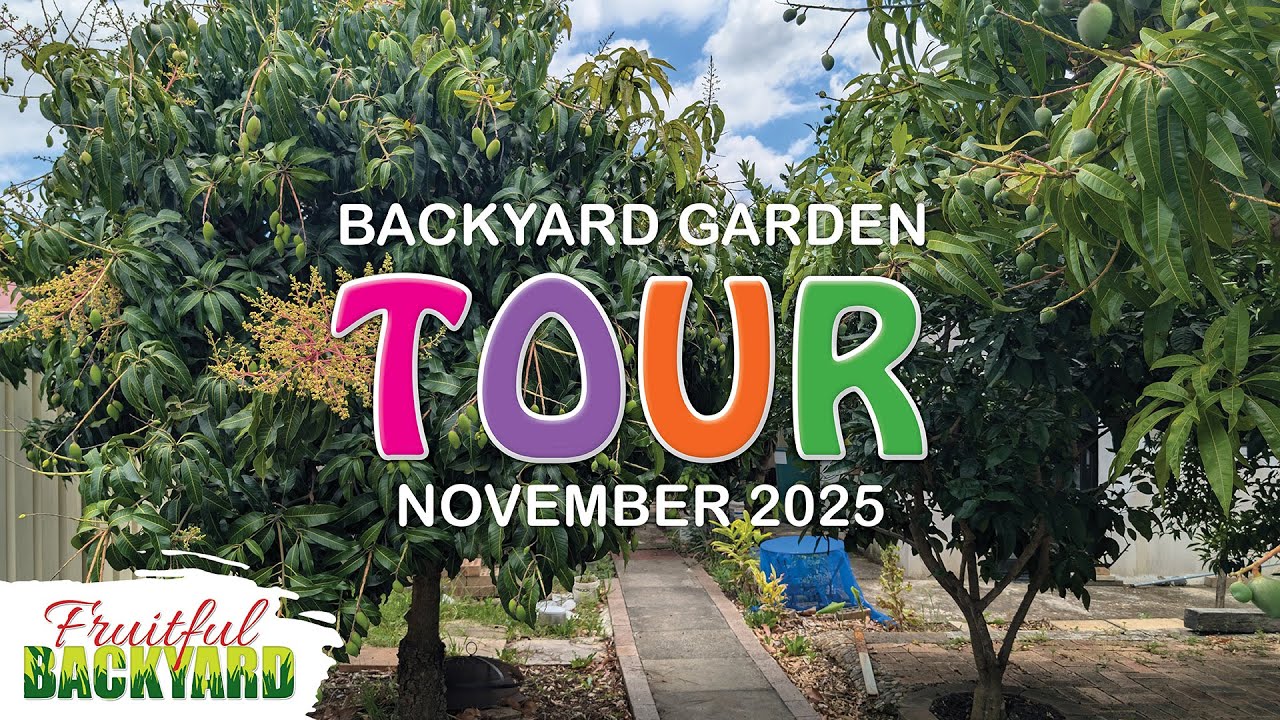 Backyard garden tour Nov 2025: A full walkthrough of our backyard garden in Sydney, Australia.