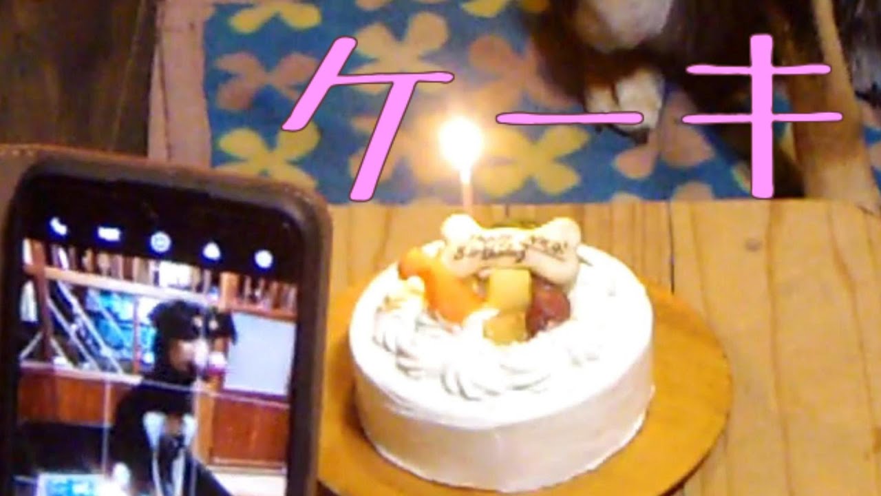 犬がケーキをむさぼる