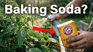 Baking Soda Miracle: Powerful Organic Pesticide For Your Garden (Kills Aphids & Mildew)