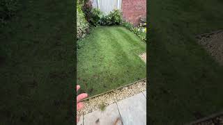 What to do if you have POA in your LAWN! #lawn #lawncare #gardening
