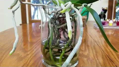 My new fertilizer recipes for water culture Phalenopsis orchids:  Summer and Fall.