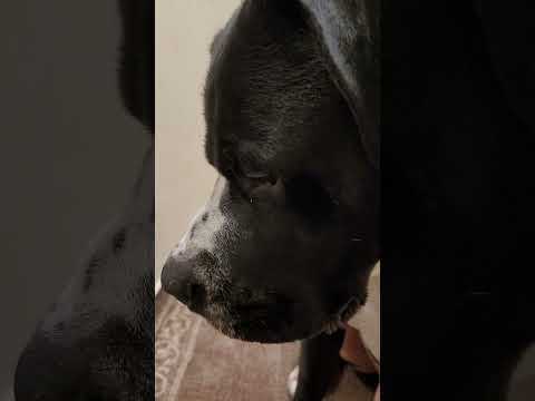 His Gobble Has A Gobble 