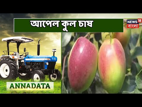 আপেল কুল চাষের উন্নত পদ্ধতির অভিজ্ঞতা জানালেন কৃষকবন্ধু Nakul Majumdar । Annadata