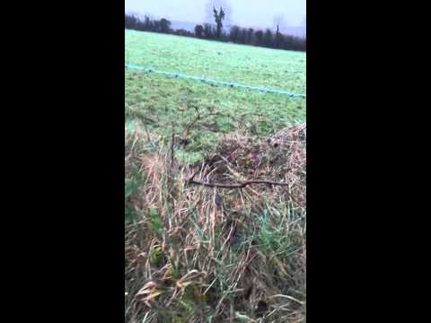 December trapping part 3