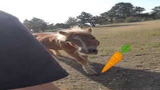 How to get a pony to follow you