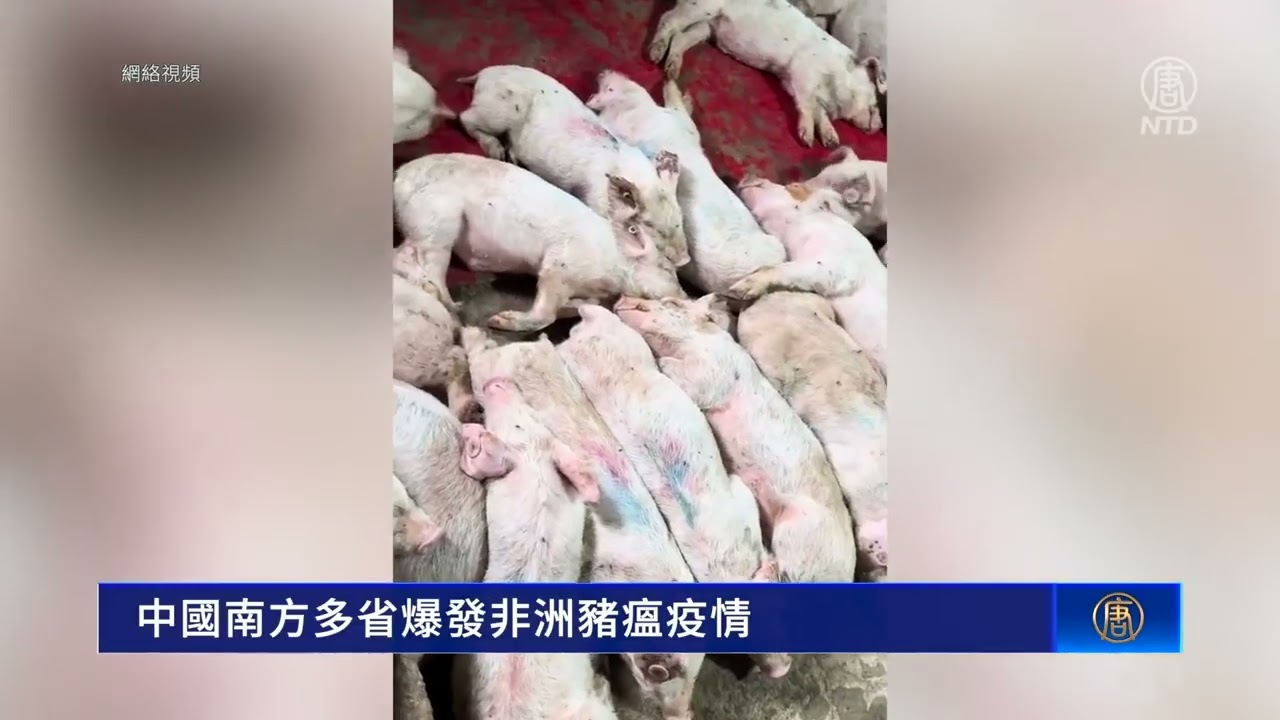 African Swine Fever Outbreak Hits Multiple Provinces in Southern