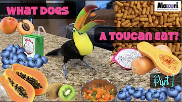 What do the toucans do to feed?