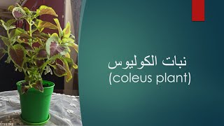 Coleus Plant / نبات الكوليوس / نبات الكليوس / نبات السجادة