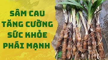 Sâm Cau Thần Dược Cho Phái Mạnh, Những Lợi Ích Đáng Ngờ Từ Sâm Cau