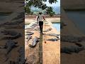 Keeping a Crocodile Is Risky 😱 #shorts #crocodile #trending