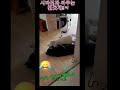 진돗개에게 덤빈 최후 !! #결투  #진돗개 싸움 #블랙 탄