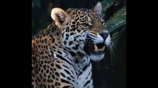 The Way A  Real Man Hunts Jaguar