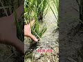 fizi virus #farming #agriculture #jattlifestudios #kisan #jattvibes
