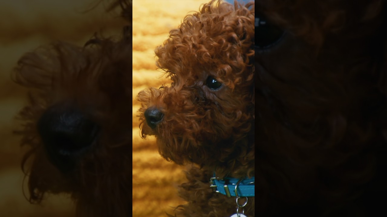 Puppy climbing ladder?! 🐶 