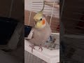 Cockatiel sounds #birds