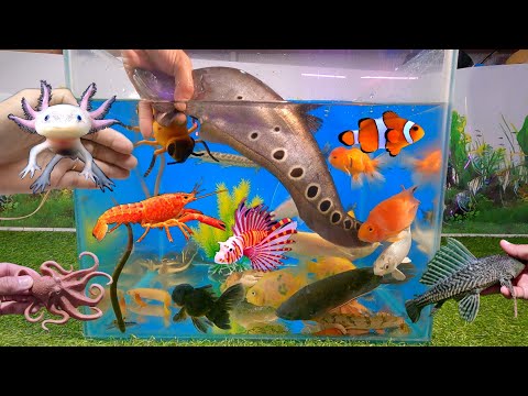 Video Video tổng hợp cá cảnh đẹp, tôm cảnh đầy màu sắc, cá... - youtube