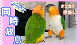 ついに！シロハラインコたち同時放鳥！！/The caique parrots playing together for the first time