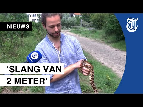 Video: Het slange ruggraat?