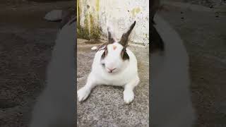 Bunny ☺️: