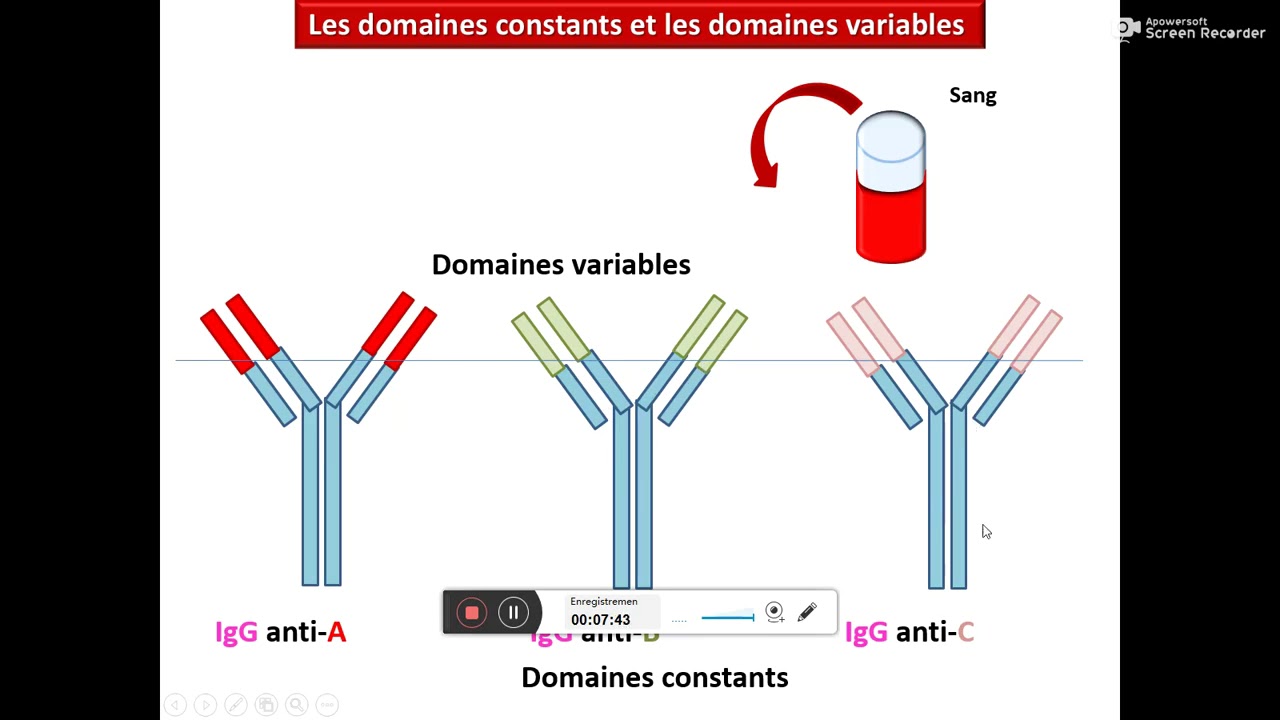 LES IMMUNOGLOBULINES YouTube LES IMMUNOGLOBULINES YouTube