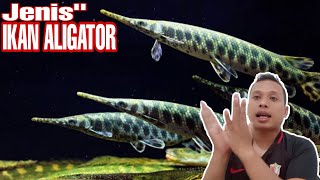 Jenis Jenis Ikan Jangan Sembarangan Pelihara Ikan Ini