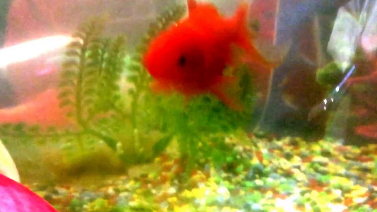 My fish