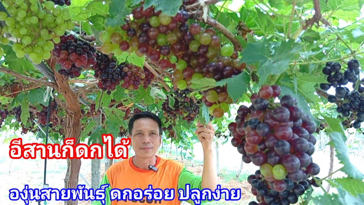 ปลูกองุ่นสายพันธุ์นี้ที่จังหวัดบุรีรัมย์อย่างดก!! ใครเห็นก็อยากปลูกตาม แม้มือใหม่ยังปลูกพันธุ์ได้เลย