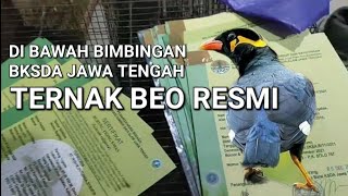 TERNAK BEO WAJIB BERSERTIFIKAT