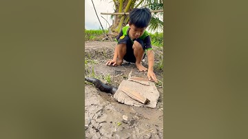 Bắt gặp con rắn cạp nia nằm ở dưới miếng dán #rắn #rivoi #capnia #hổmang