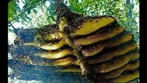 QUÁ TRÌNH ĐI LẤY MẬT ONG RỪNG TÂY BẮC