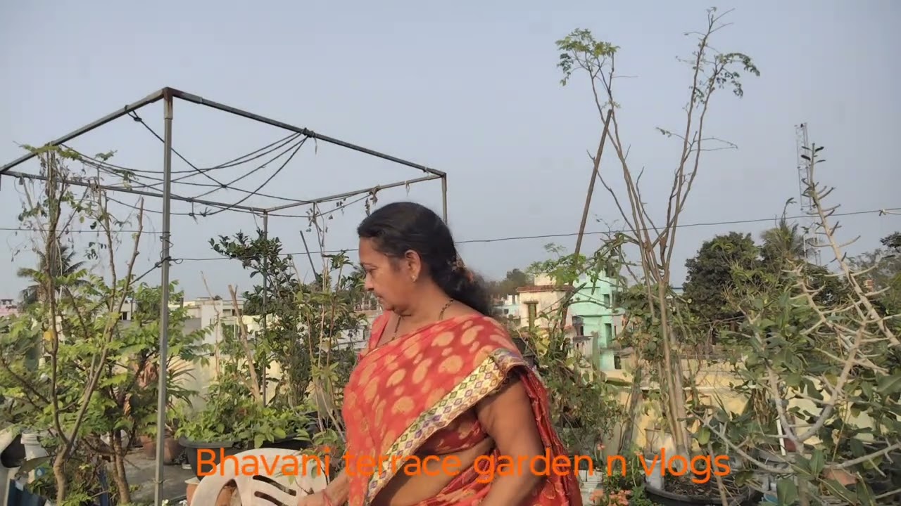 మా టెర్రస్ మీద కమల చెట్టు పూత పూసింది